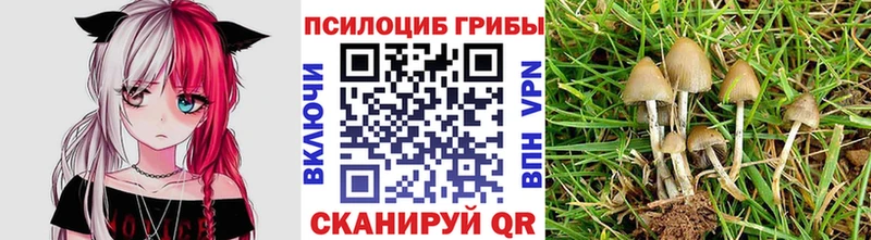 Галлюциногенные грибы Psilocybe  Элиста 